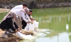 Wali Kota Cirebon, Effendi Edo bersama Wakil Wali Kota Siti Farida dan Sekda Iing Daiman bersama-sama menebar benih ikan dalam upaya penguatan pangan, Kamis, 6 Agustus 2026.*